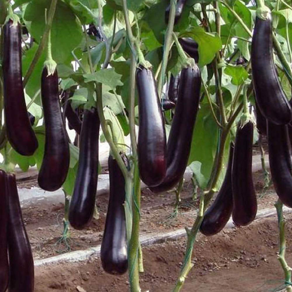 なす様 710A2CA80F178DA5.png