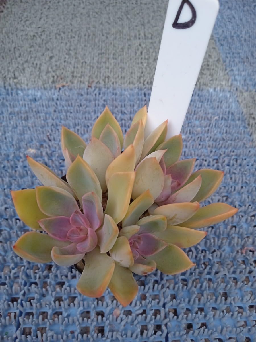 Amazon.co.jp: 多肉植物 パープルプリンセス 抜き苗 （7センチポット