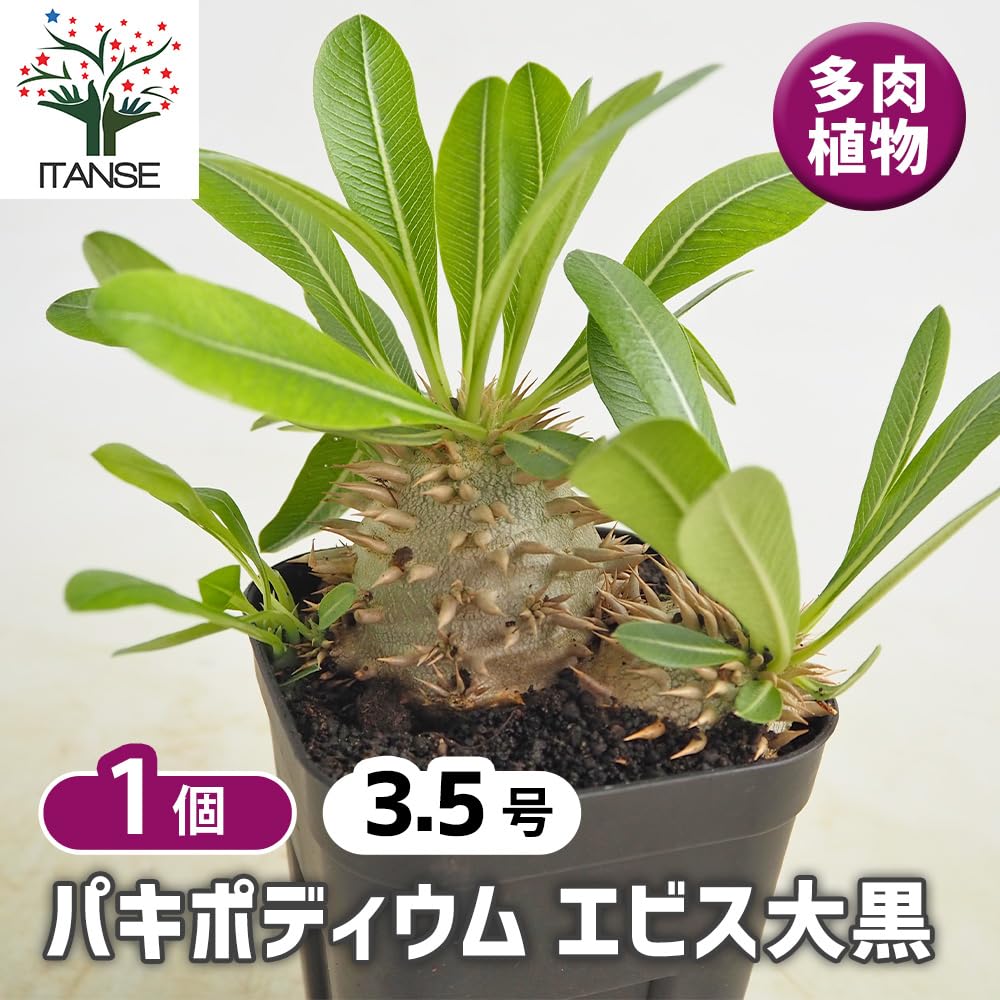 Amazon｜ITANSE パキポディウム エビス大黒 3.5号 1個売り 多肉