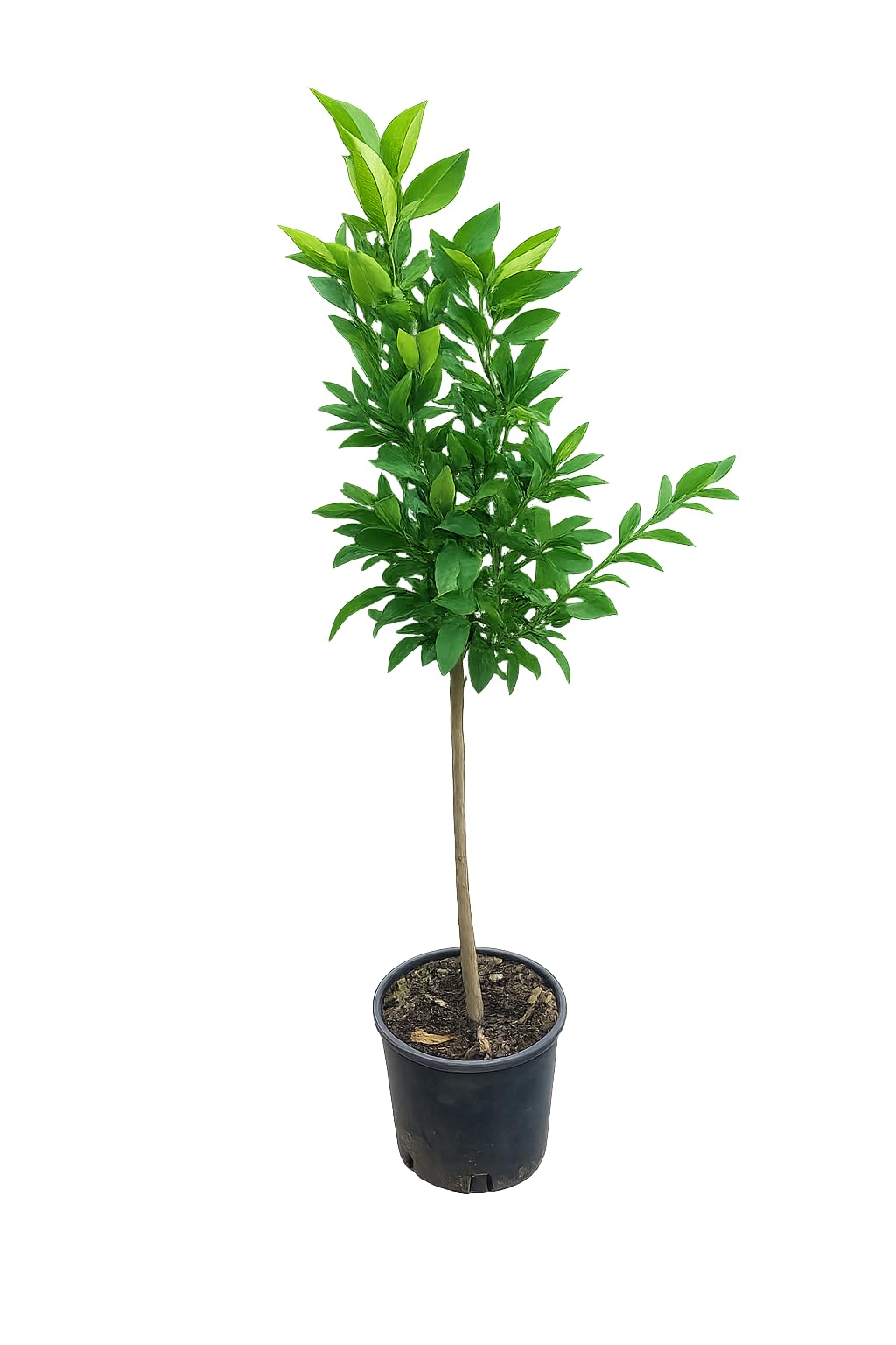 Satsuma-Mandarine Baum 130-160 cm – Citrus Unshiu – Winterharte Zitruspflanze mit süßen, kernlosen Früchten – Perfekt für Garten, Balkon & Wintergarten