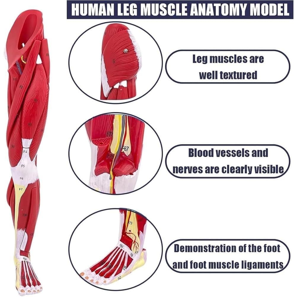 Modello anatomico del muscolo della gamba umana, modello anatomico dell'arto inferiore staccabile in 10 parti, con base for marcatura digitale e supporto, come ausilio didattico in classe.