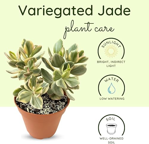 Miniatura 6 de Planta de jade abigarrada viva, crassula ovata suculenta viva, crassula ovata tricolor, jade abigarrado para plantar en interiores y exteriores,