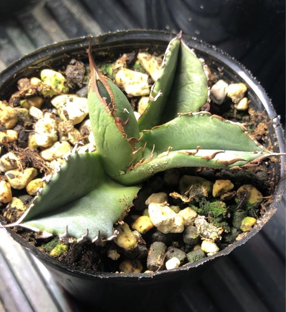 Amazon.co.jp: アガベ チタノタ 表裏ブツブツ A金蝉 流星 豆豆龍 疣猪