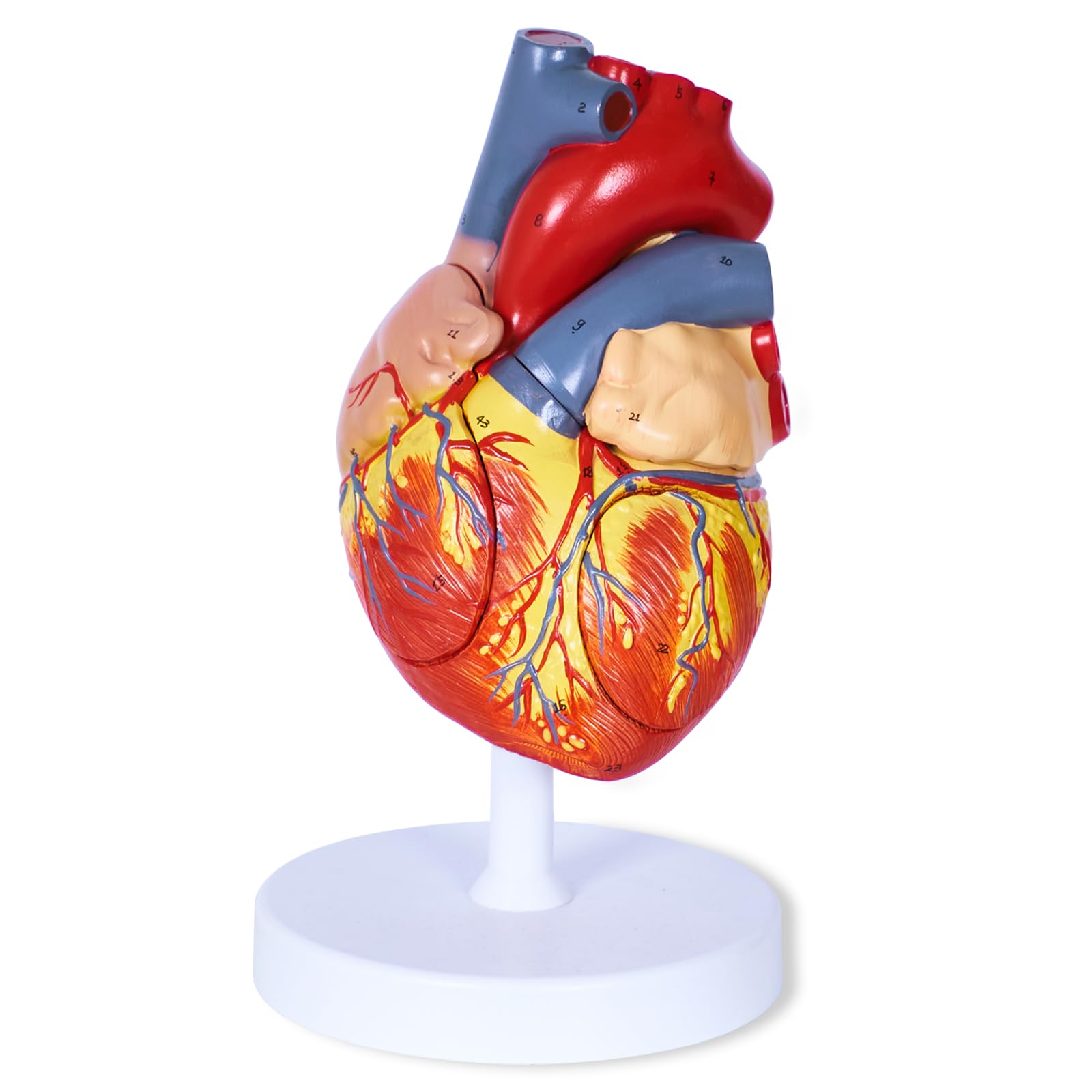 breesky Modello anatomico a forma di cuore umano, 4 parti 1:2, modello anatomico a forma di cuore con 49 strutture anatomiche, tenuto insieme con magneti, include base espositiva montata, manuale