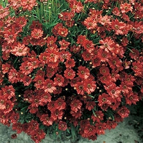 25 Coreopsis Seeds - Mahogany Midget, Coreopsis Tinctoria, Flowers, Tickseed