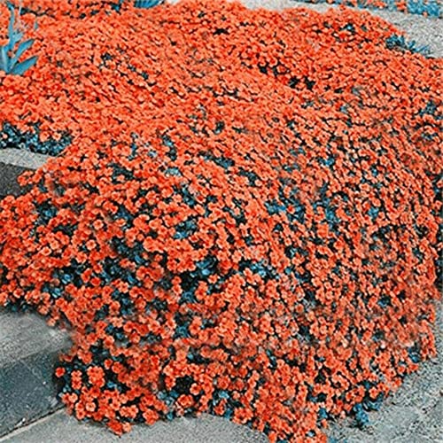 Qauzuy Garden 100 Orange Rock Cress Seeds Garden Creeping Thyme Perennial Flower Plant Seeds Showy Groundcover/Lawn Cover For Home Garden Easy To Grow #TOP19