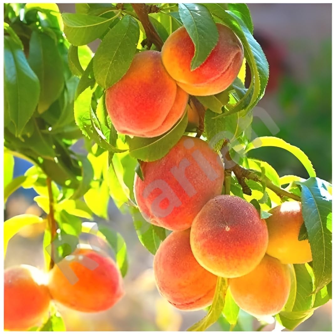Rosarian® Peach (Aadu) Plant I Hybrid Fruit Plant I Outdoor Sharbati Peach Plant (Aloo Bukara)-image-1