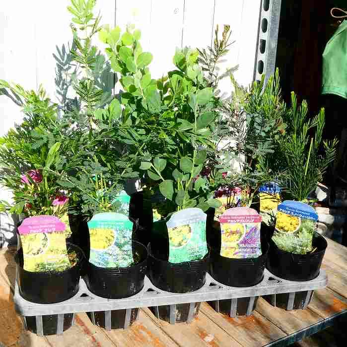 Amazon | アカシア パールアカシア 苗木 3.5号 丸い葉 植木