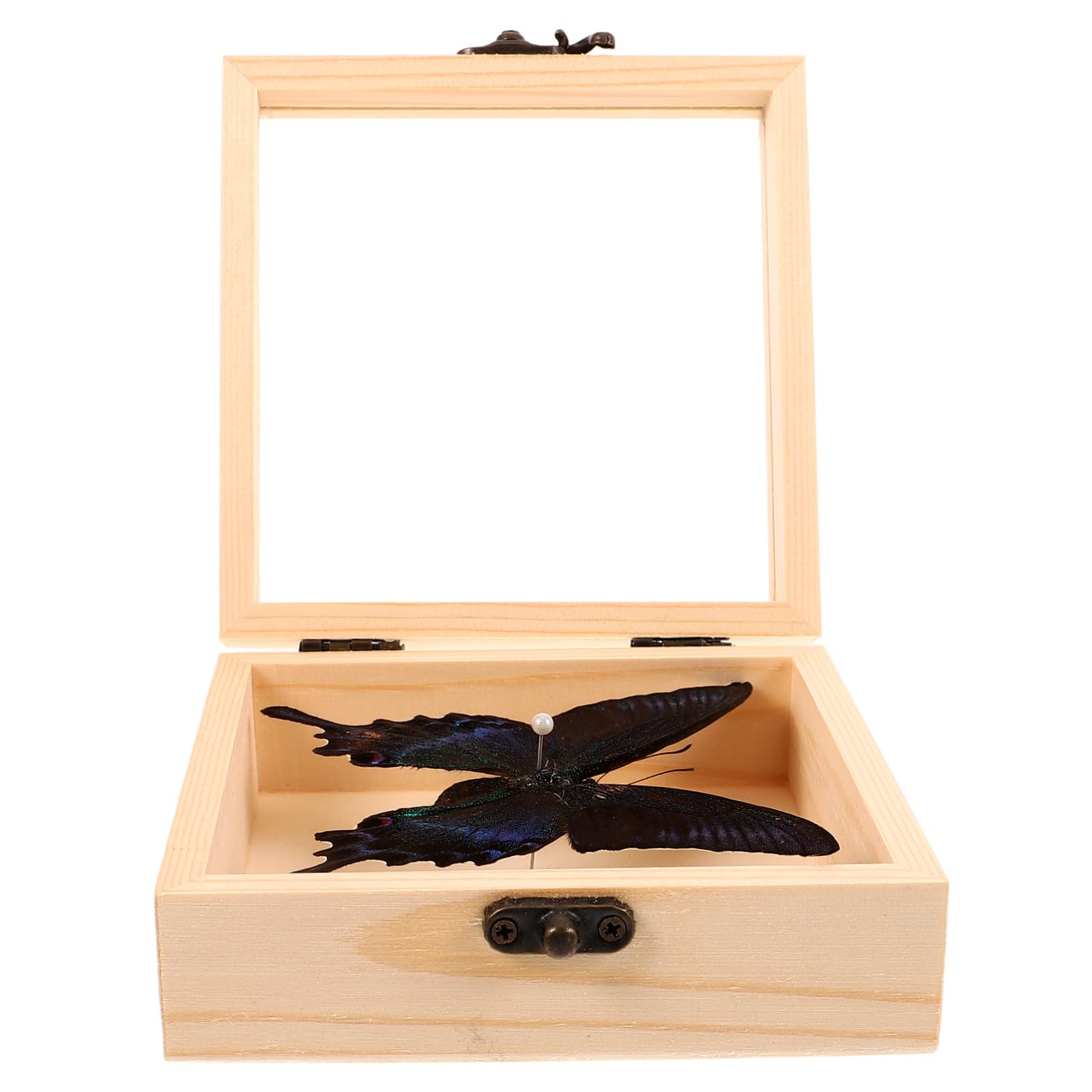 MAGICLULU Insect Specimen Ornament Wall Hanging Butterfly Decor Long-Lasting Home Decor Art