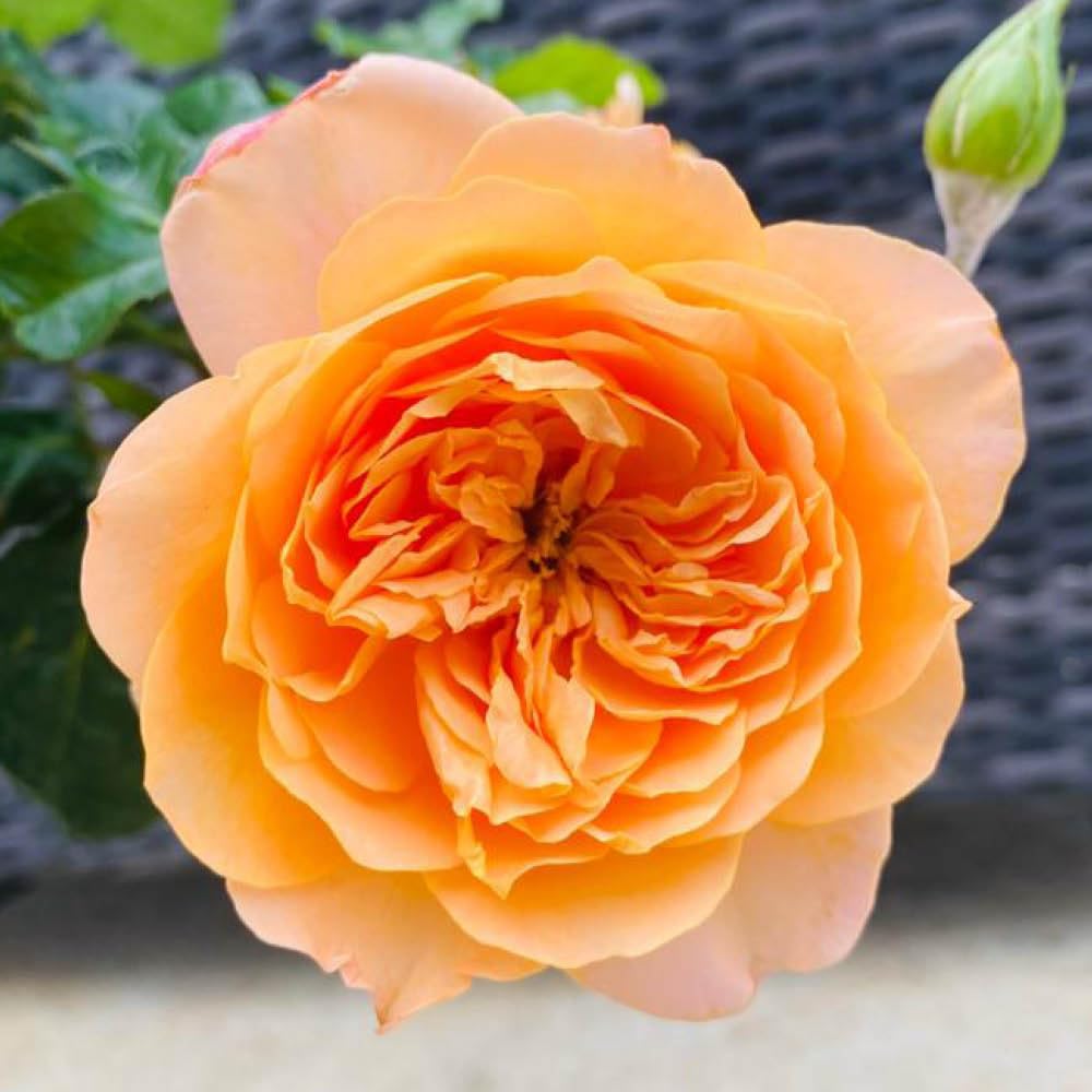 Yougarden Harkness Heather's RosePeach Apricot RoseGift Wrapped 4 Litre PotFragrant Garden GiftReady To Plant from B&Q
