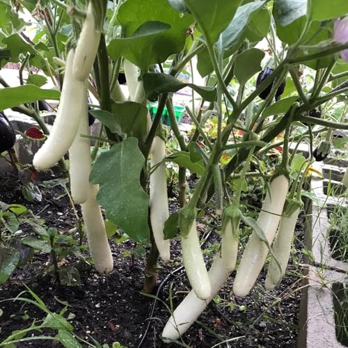 Aubergine Samen Balkon Bio Saatgut 400pcs