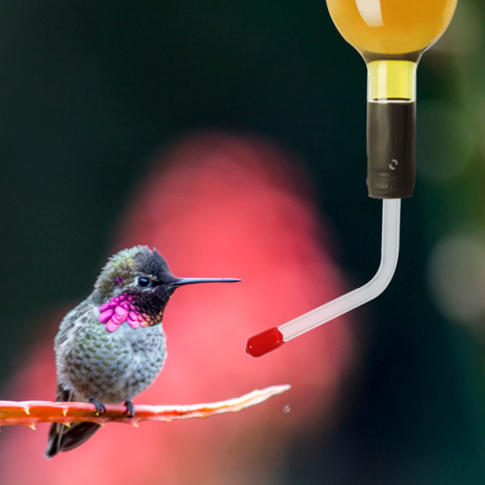 Yardwe 5 Juegos Comedero De Colibrí Comedero para Pájaros con Ventana Transparente Bebedero para Pájaros De Hormigón Bebedero Pajaros Jardin Atracción De Colibríes Tubos De 4 Uds * 5