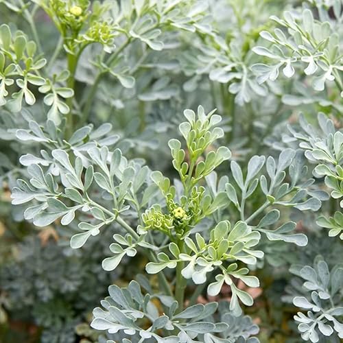 Miniatura 2 de Rue 50 Seeds (Ruta Graveolens) Herb of Grace - Sin OMG - Polinizado abierto - Fabricado en Estados Unidos