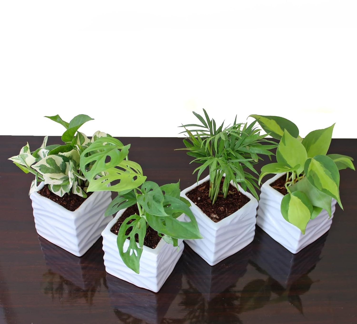 Guruji Plantation Indoor Plant Combo of 4 Heart Leaf Philodendron, Parlour Palm, Broken Heart Monstera, NJoy Money Plant in White Square Wave Ceramic Pot For Living Room (B0D6L3DCW6) Amazon Price History, Amazon Price Tracker