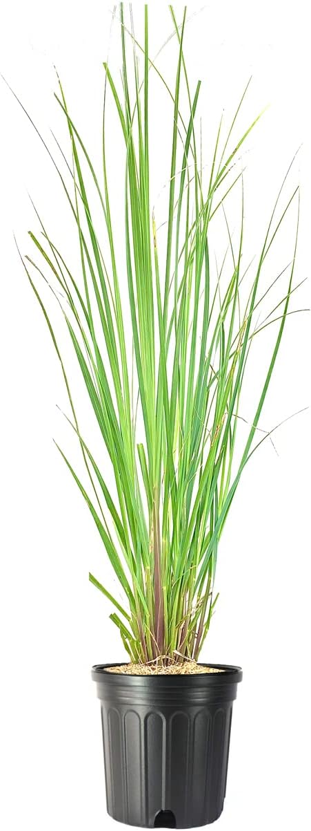 Pampas Grass | 3 Large Trade Gallon Size - Expert Review 2 Pampas Grass | 3 Large Trade Gallon Size Plants | Cortaderia Selloana | Live Flowering Ornamental Foliage