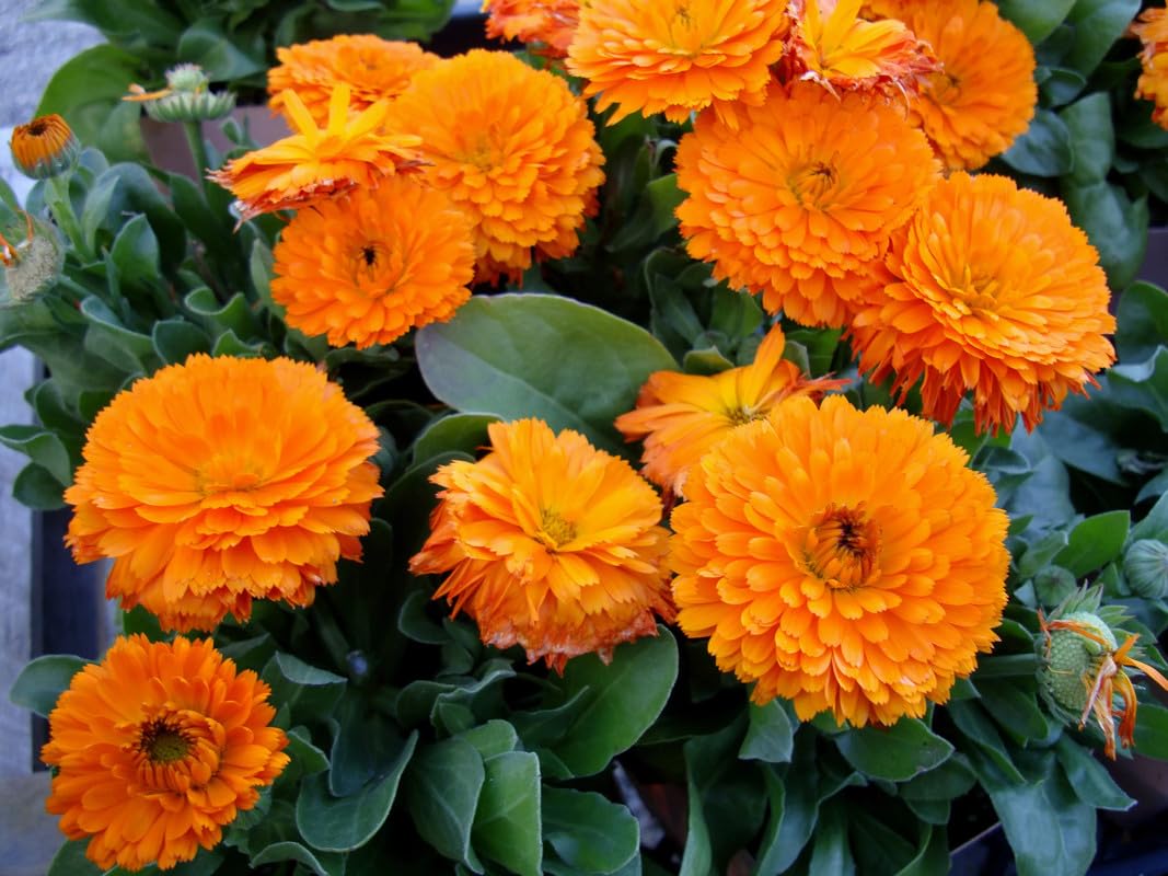 FERNSFLY Calendula Officinalis Bon orange Flower Seeds for Terrace Balcony Gardening Home Garden Plant Summer Flower Seeds for Planting (Pack Of 50 Seeds) (B0CQNM1D4M) Amazon Price History, Amazon Price Tracker