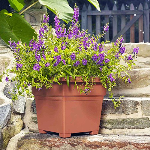 Amazon.com: Root & Vessel Countryside Square Planter, Terra Cotta