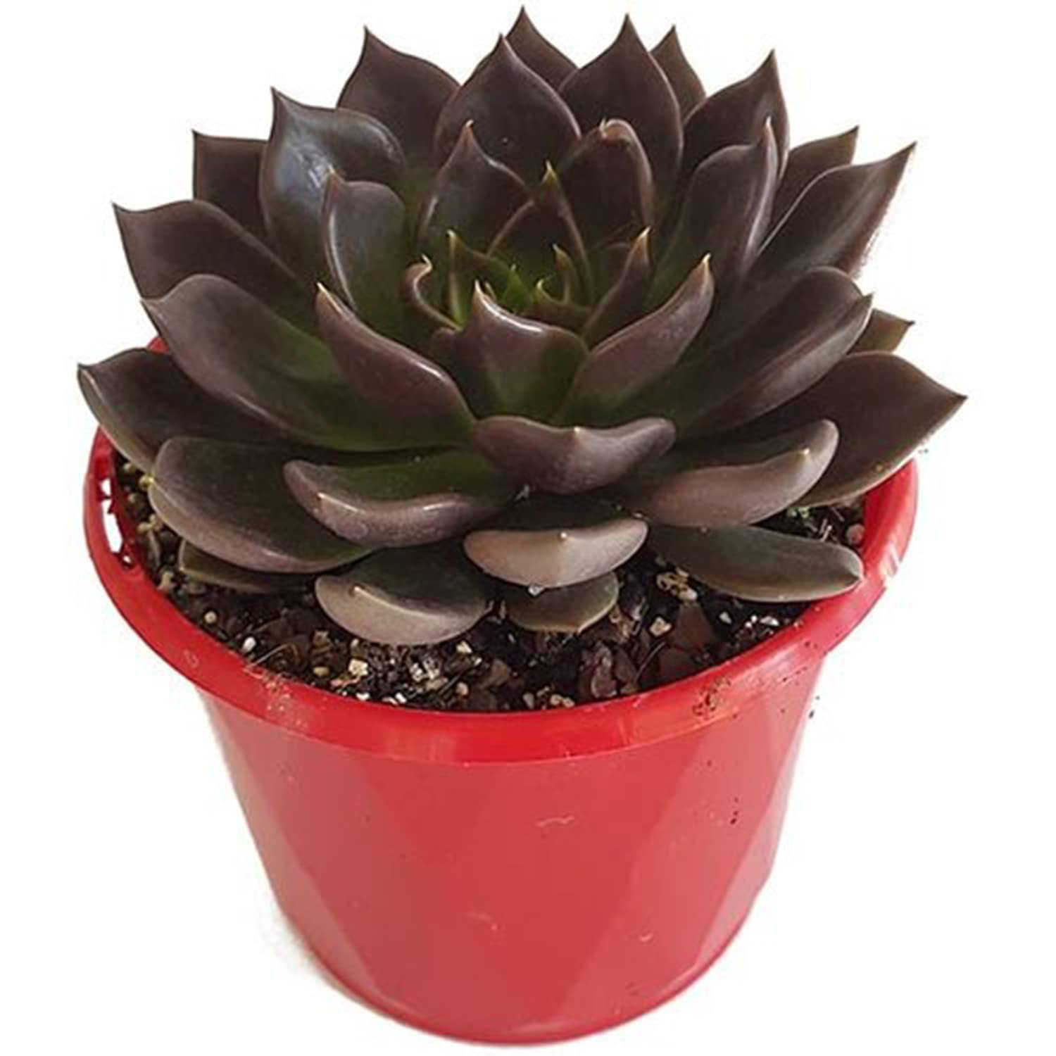 UGALOO® Vishnu Kamal Black Live Plant pack of 1 (B0BCGK1DPS) Amazon Price History, Amazon Price Tracker