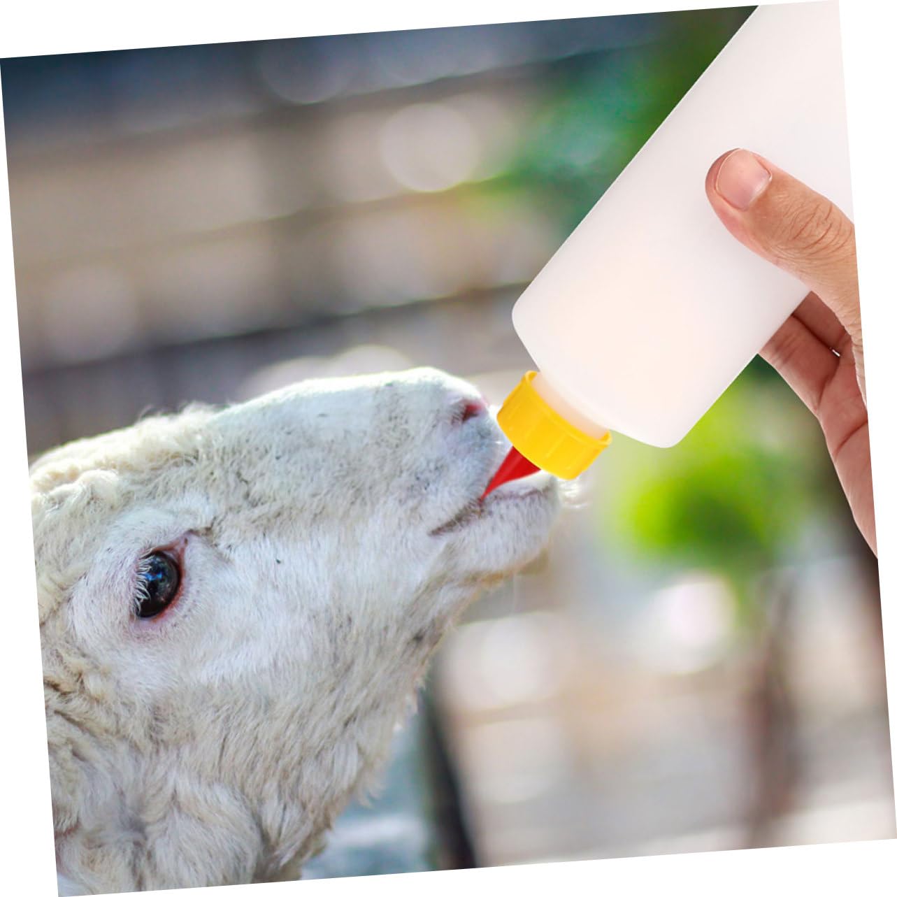 GALPADA 4 Set biberon assistenza infermieristica Neonato bottiglie neonati latte forniture per l'alimentazione degli agnelli biberon per l'alimentazione degli animali plastica
