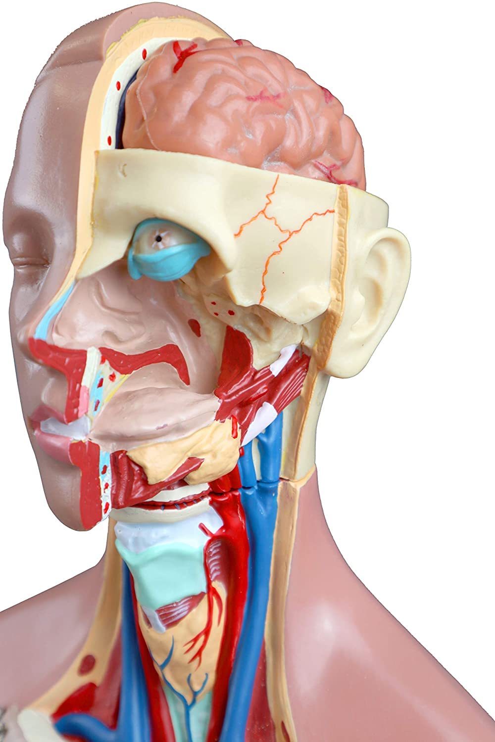 Ludzki model tułowia 55Cm anatomia człowieka Model tułowia 3D anatomiczny model montażu ludzkich narządów 19 sztuk wymiennych narządów szkoła edukacja medyczna wyświetlacz