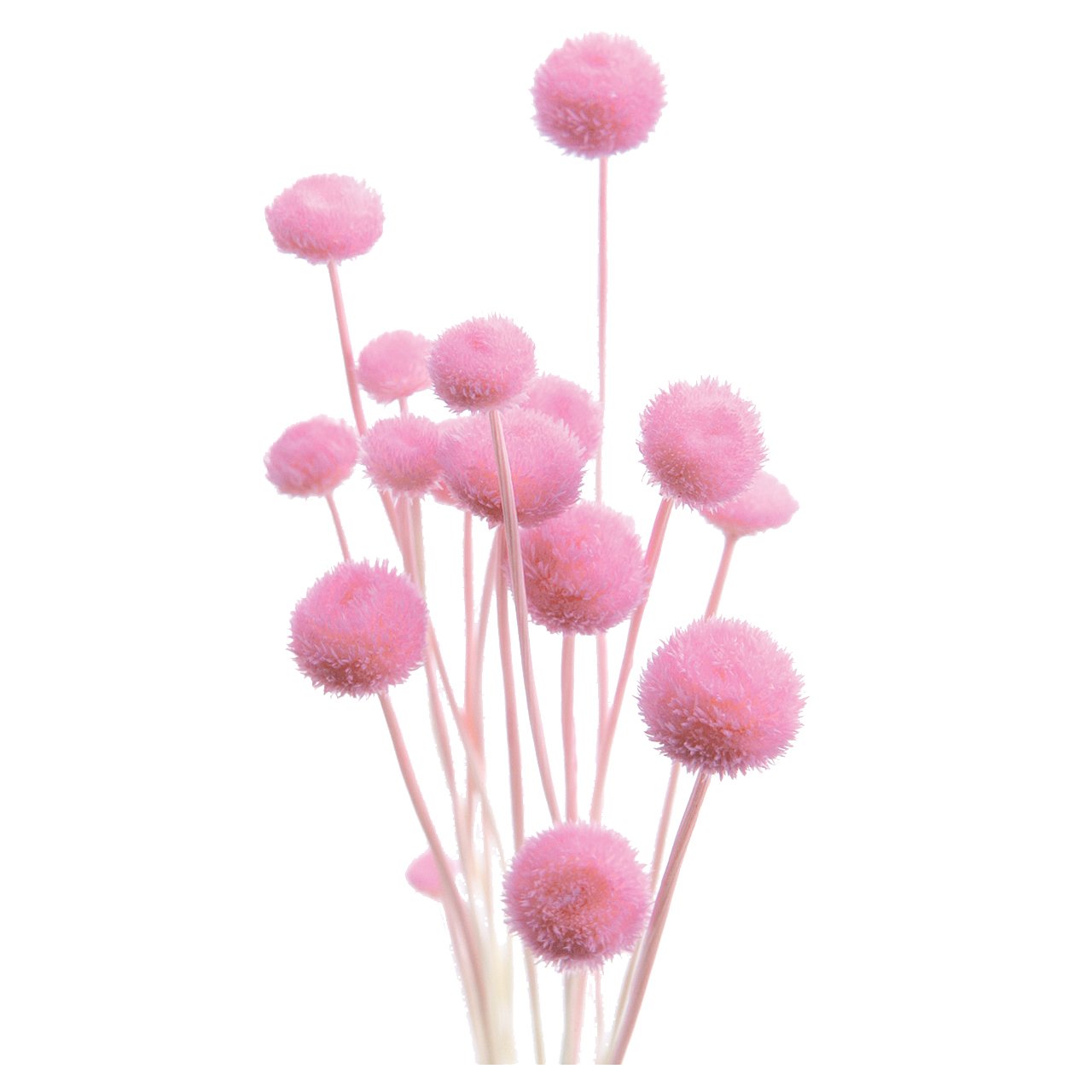 Amazon｜大地農園 ドライフラワー アマレリーフラワー(22g入り 