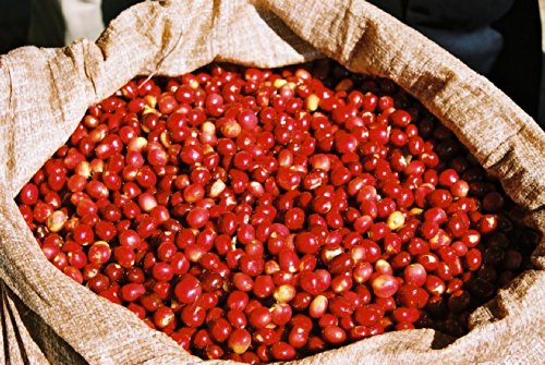 Guatemalan Organic Finca Ceylan Shg Rfa Smbc Coffee Beans (Dark Roast (Espresso), 5 Pounds Whole Beans) #TOP5