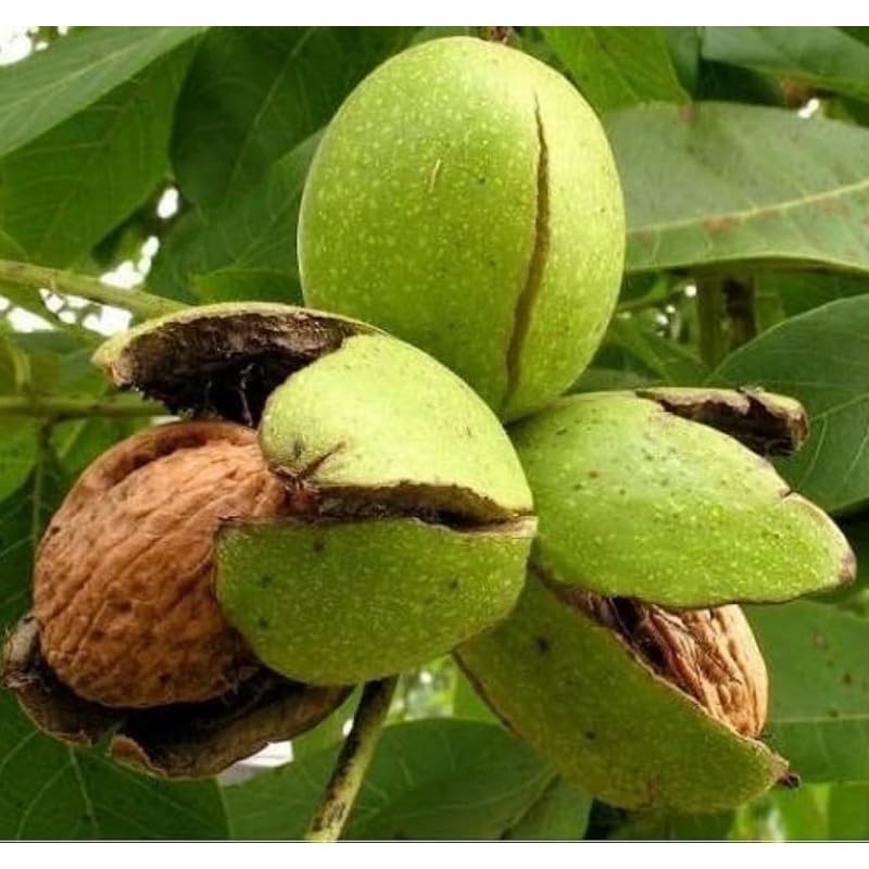 Mphmi Seedless Plant Fruit Plant Walnut Plant - Akhrot, Juglans Nigra (B0CVVQVG16) Amazon Price History, Amazon Price Tracker