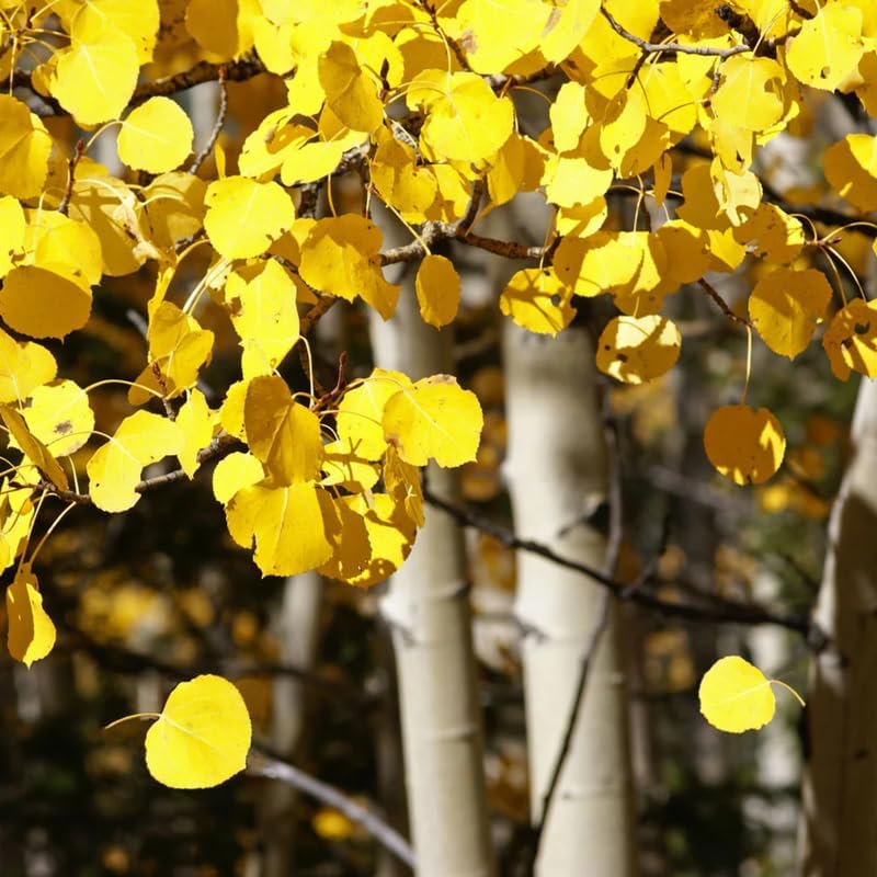 3 Quaking Aspen Trees Seedlings, Quaking Aspen Trees Live Plants 6 to 12 Inches Tall, Quaking Aspen Plants Live Ready to Grow