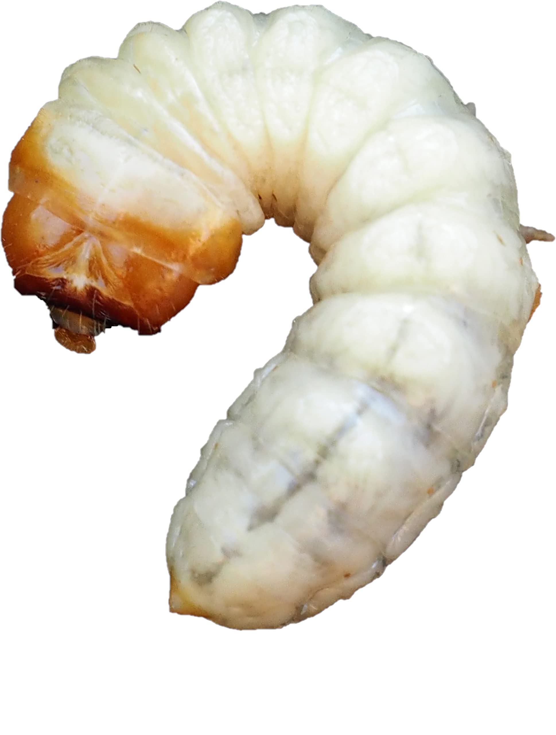 Scatola di sale con verme e cavalletta