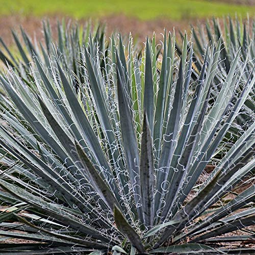 ユッカフィラメントゥーサバリエガータ大株 ユッカフィラメントゥーサバリエガータ大株 ユッカ フィラメン