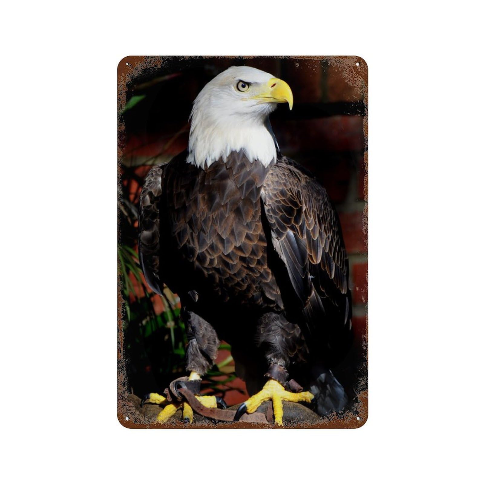 Pgcksk A-01 Metal Signs,Eagle,Nostalgic Man Cave Tin Metal Sign Hanging Wall Plaque Kitchen Shed Garage-30X40cm(12X16 Inch）H5