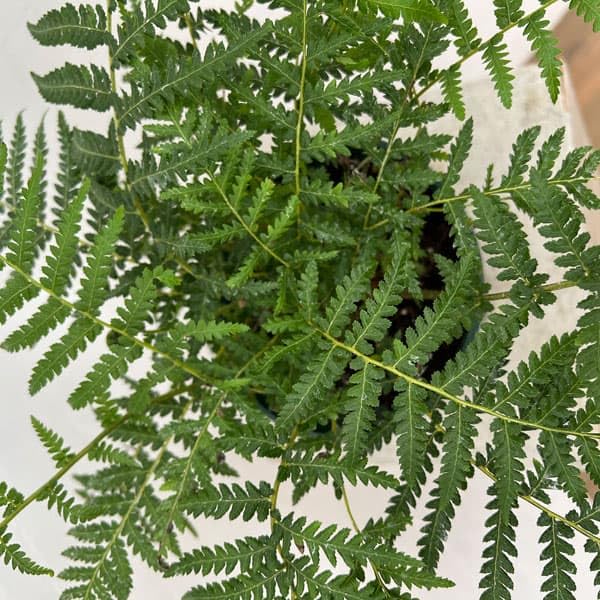 Amazon.co.jp: ディクソニア：アンタルクティカ 5号鉢植え[木性シダ