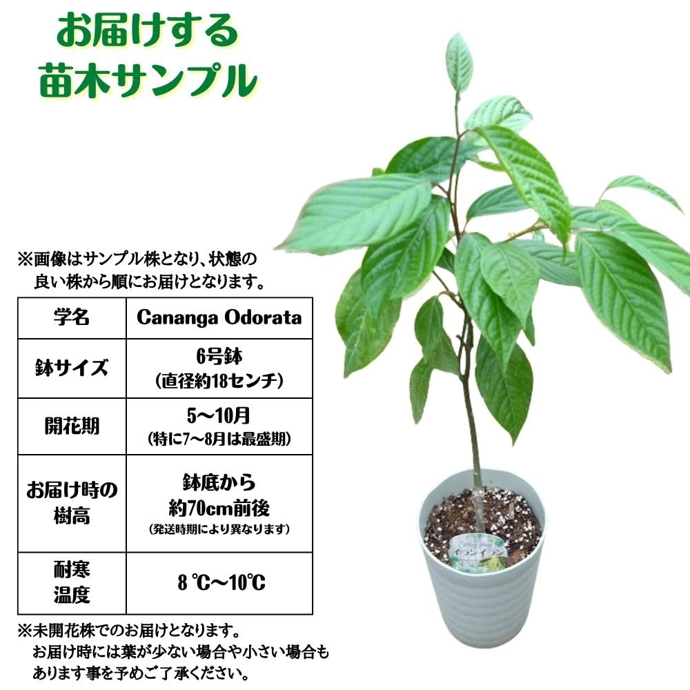 Amazon.co.jp: 魅惑の香り 《 イランイランの木 6号鉢 》希少熱帯植物