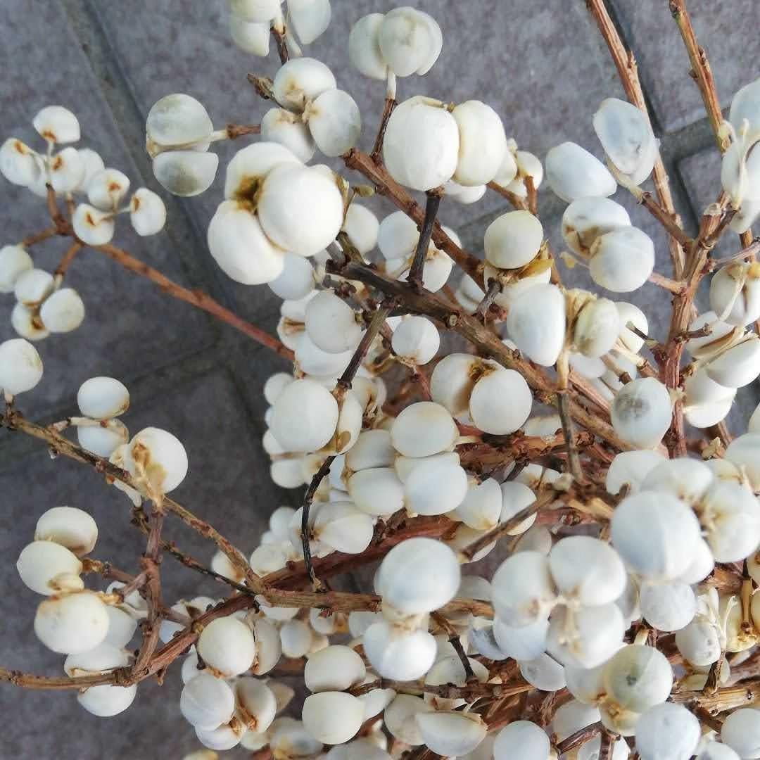 Amazon.co.jp: 001902.ナンキンハゼの実。25本。ナンキンハゼ。ドライ