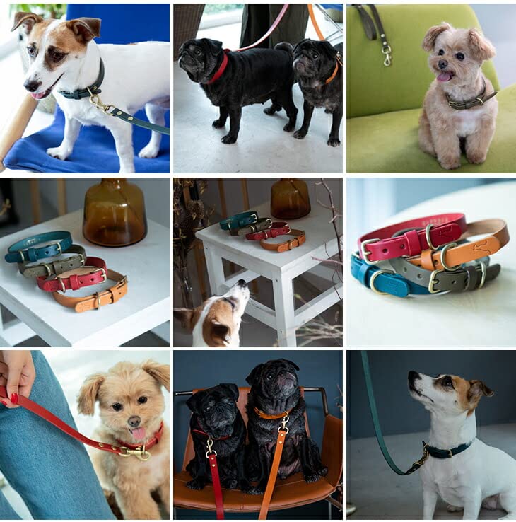 Amazon | [citydog/シティドッグ] クラシックレザーカラー 首輪 ｜ 犬