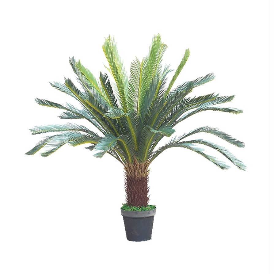 ソテツ100センチ ソテツ100センチ