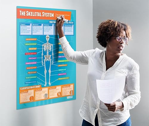Miniatura 2 de Daydream Education Póster de The Skeletal System - Laminado - FORMATO GRANDE 33 x 23.5 pulgadas - Aula de Educación Física - Decoración - Gráficos