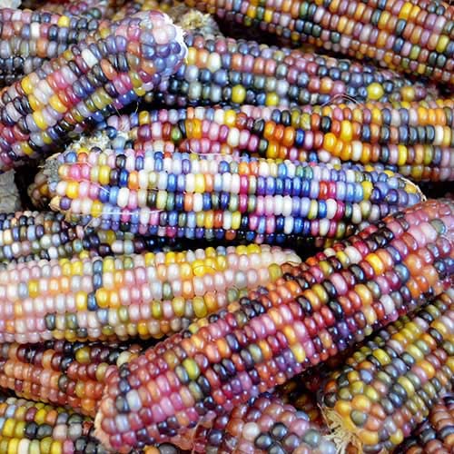 100+ Glass Gem Corn Seeds Non-Gmo Popcorn Delicious Jewel-Toned, Glass-Like Kernels, Grown In Usa. Rare! Ornamental And Edible! Harley Seeds #TOP3