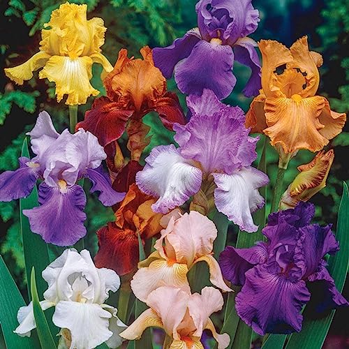 Beauty Mix Bearded Iris Root Start Color Mix Reblooming Iris Simply Beautiful Flowering Perennial -8 Bulbs B