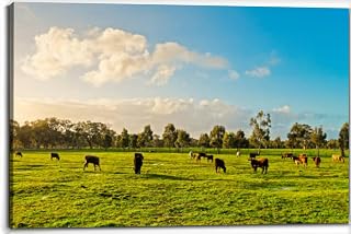 Australian grazing cows a farm Canvas Wall Art Decor Framed Photo Prints Picture Poster For Bathroom Bedroom Kitchen Living Room Office Artwork Paintings 20x30