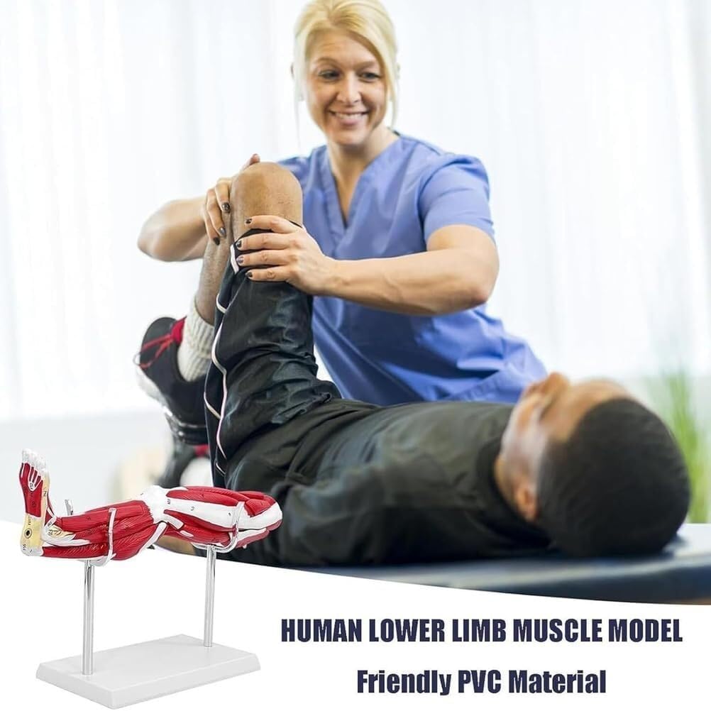 Modello anatomico del muscolo della gamba umana, modello anatomico dell'arto inferiore staccabile in 10 parti, con base for marcatura digitale e supporto, come ausilio didattico in classe.