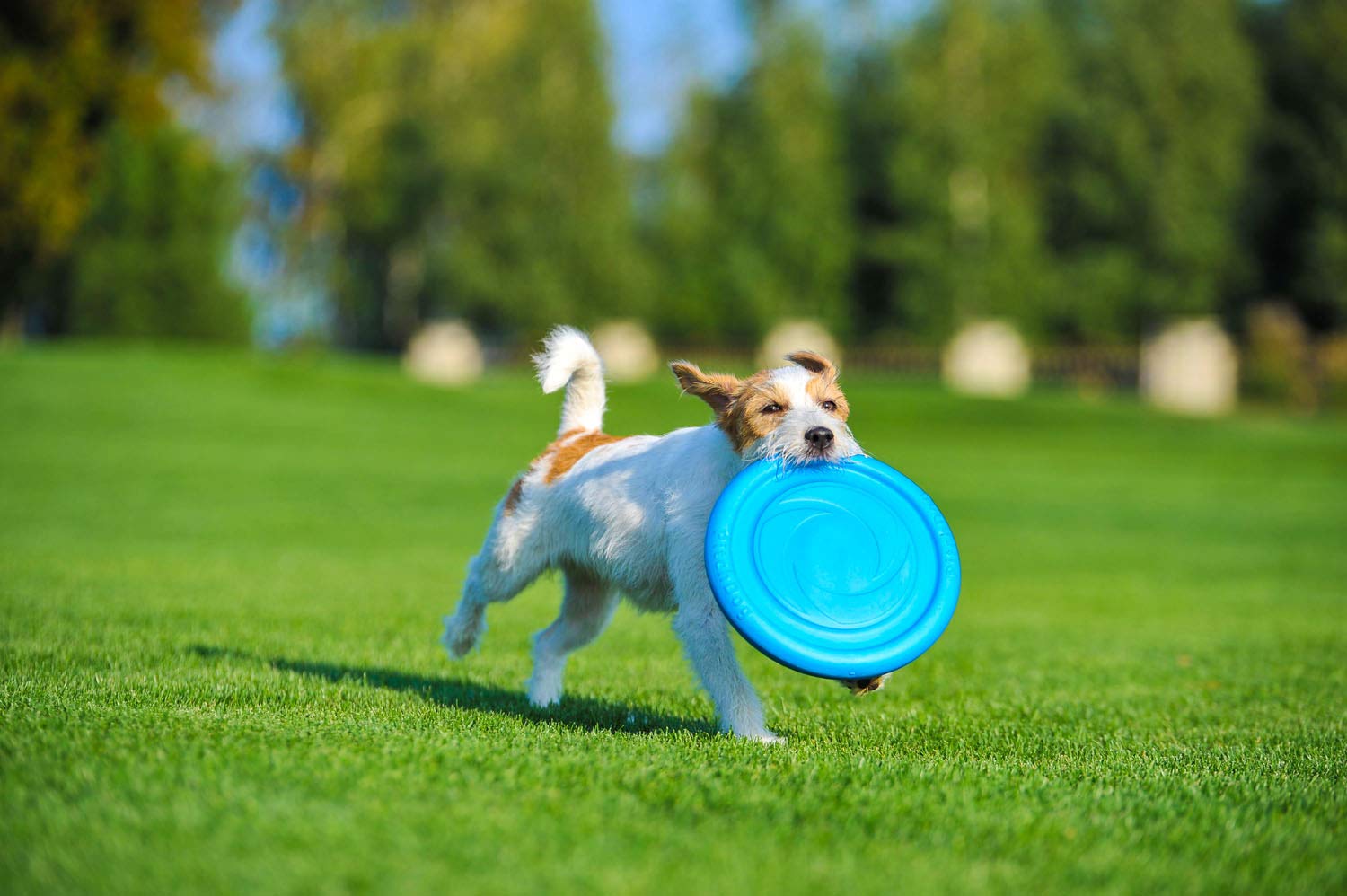 PillowPrim Disco para perros, Frisbee, juguete interactivo al aire libre, suave, goma natural, flotante, entrenamiento para perros, juguete de entrenamiento para perros, color naranja, 24 cm