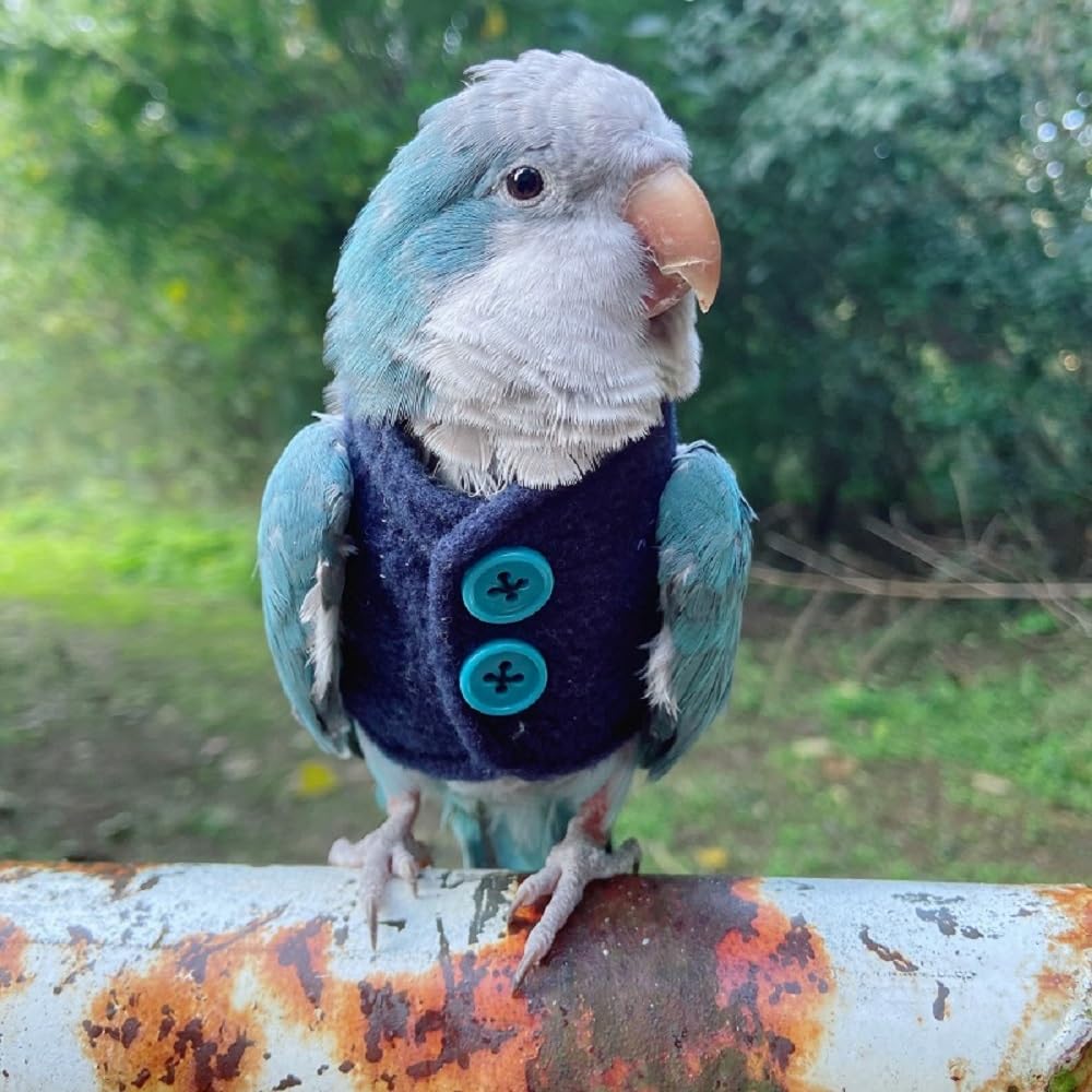 Parrot Bird Supplies, Light Flying Clothes, Warm and Comfortable, Tiger Skin, Green Cheek Parrot, Little Sun Parrot, Monk Parrot, Starling, mynah, Senegal Parrot, Mini Macaw Sweater (XL)