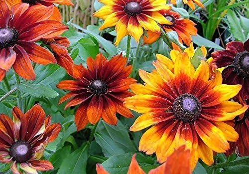 Miniatura 2 de Más de 300 semillas de flores Gloriosa Daisy Rudbeckia Hirta, Susan de ojos negros, bienal, hermosas, de Estados Unidos