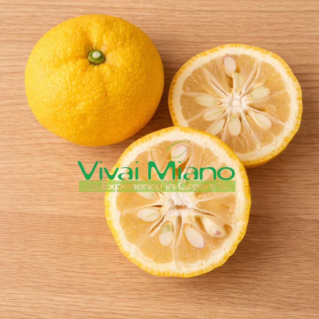 Pianta di Yuzu (vaso - 20) - Immagine reale