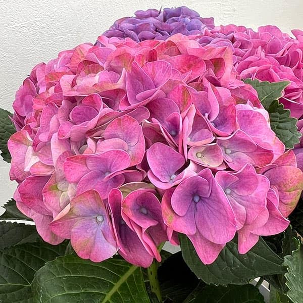 Amazon.co.jp: アジサイ：ハイメドウ（ピンク）5号鉢植え[オランダ