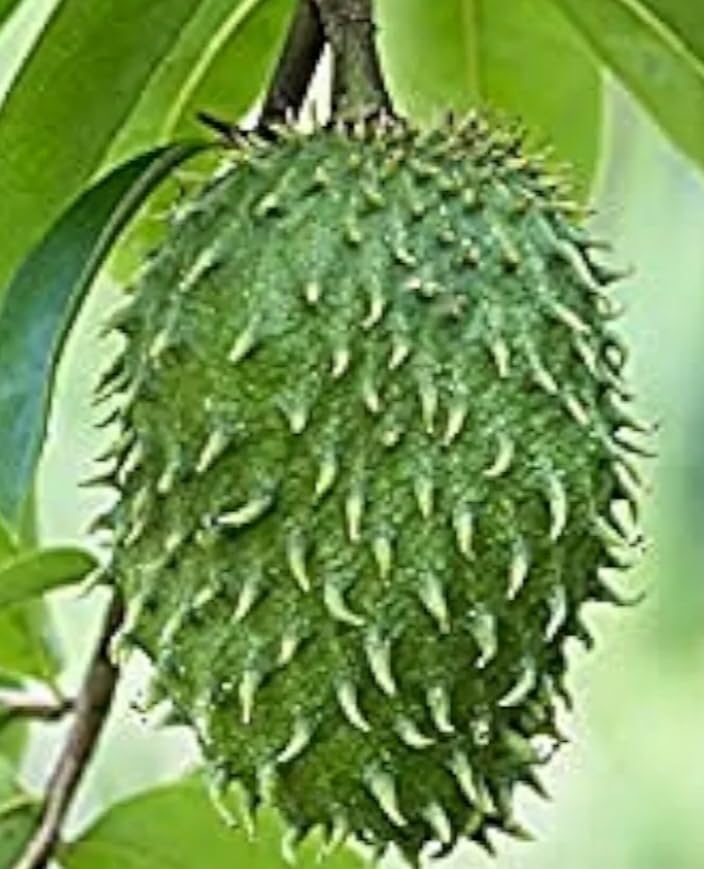 NATURE WORLD PREMIUM FULLY ORGANIC AND AYURVEDIC DESI GRAFTED LAXMANA PHALAM SOURSOP ANNONA MURICATA HEALTHY LIVE PLANT FOR GREAT HOME GARDENING (B0D1S21Q22) Amazon Price History, Amazon Price Tracker