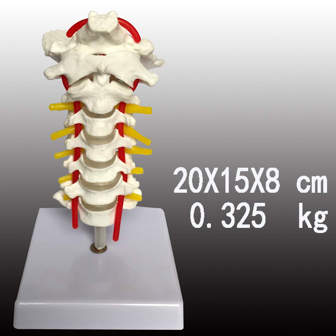 Picture Peddler Insect Identification Educational Science Arthropod Classroom Chart Print Poster 24x36
