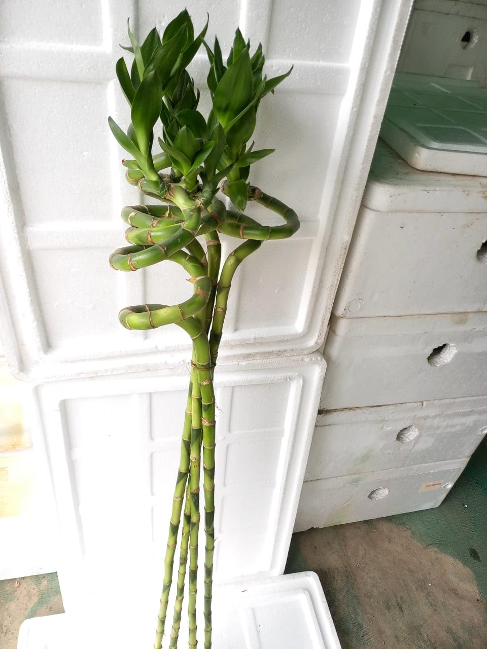 Flora solutions Live Spiral Lucky Bamboo/Dancing Sticks of 60cm Spiral Lucky Bamboo plants (4 Stalks, 60cm (B0CBHHN3PQ) Amazon Price History, Amazon Price Tracker