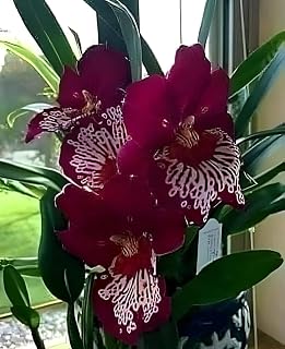 Miltonia Orchid Plant, Live Flowering, Magenta and White Spotted Blooms, Indoor Potted Price In India